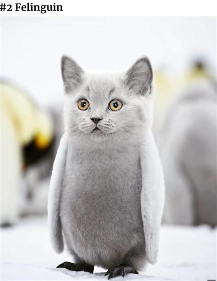 15 Super-Cute Hybrid Animals You Have to See to Believe — Best Life