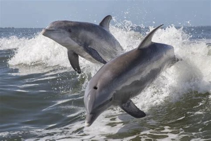 20 Facts About Dolphins That Will Make You Love Them Even More — Best Life