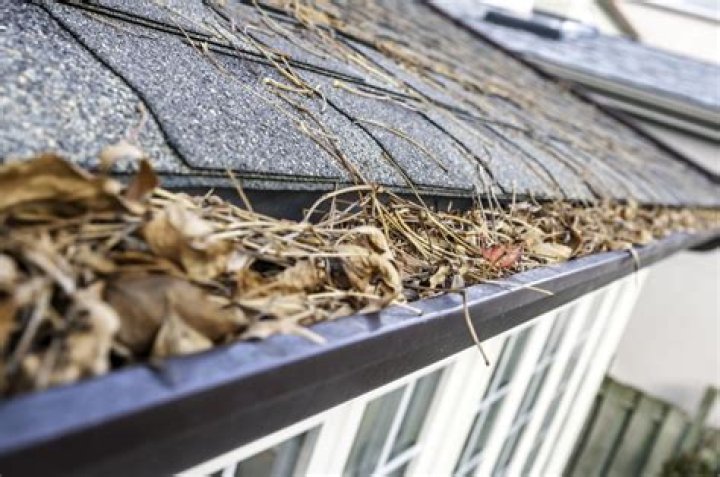 23 Things in Your House Attracting Pests