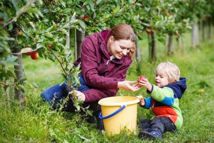 30 Festive Apple Picking Quotes to Celebrate Fall