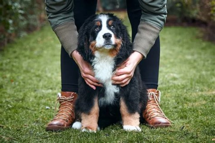 5 Signs Your Dog Really Trusts You, According to a Veterinarian — Best Life