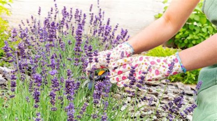 6 Best Raccoon-Repellent Plants — Best Life