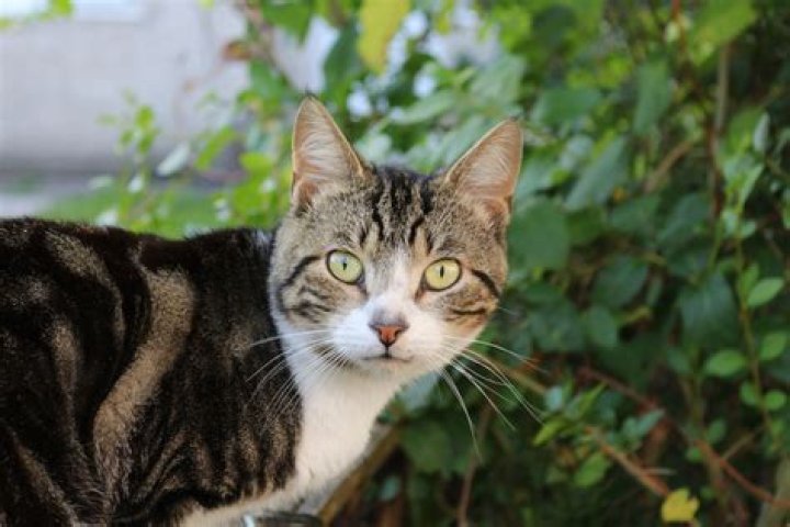 6 Things That Attract Stray Cats to Your Yard — Best Life