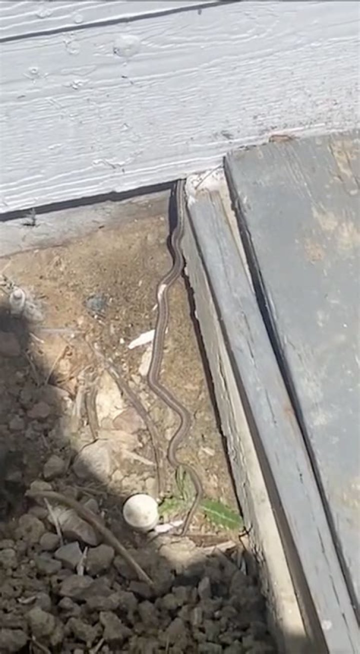 8 Surprising Places You're Letting Snakes Into Your Home