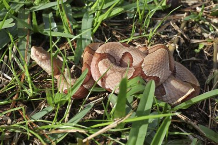 9 Ways to Snake-Proof Your Yard, According to Experts