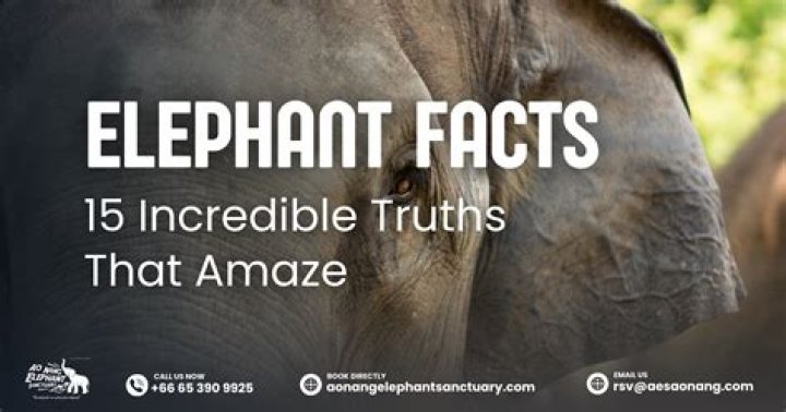Elephant Facts: 30 Incredible Pieces of Trivia
