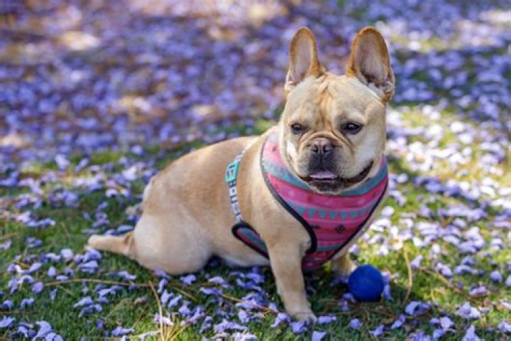 I’m a Veterinarian and These Are the Top 5 Neediest Dog Breeds — Best Life