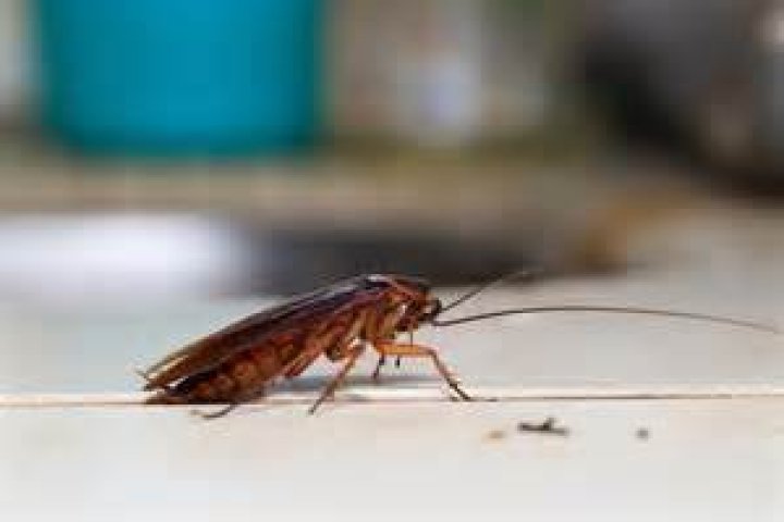 If You Live Here, Prepare for More Roaches, Experts Warn