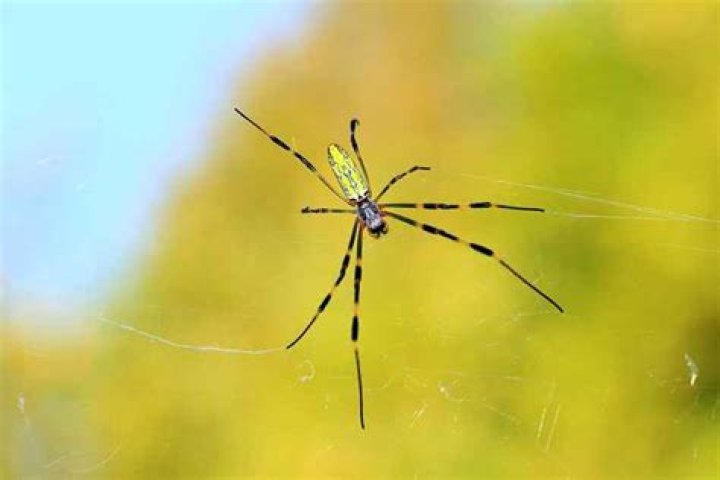 If You Live Here, Watch Out for Giant Spiders Falling From the Sky