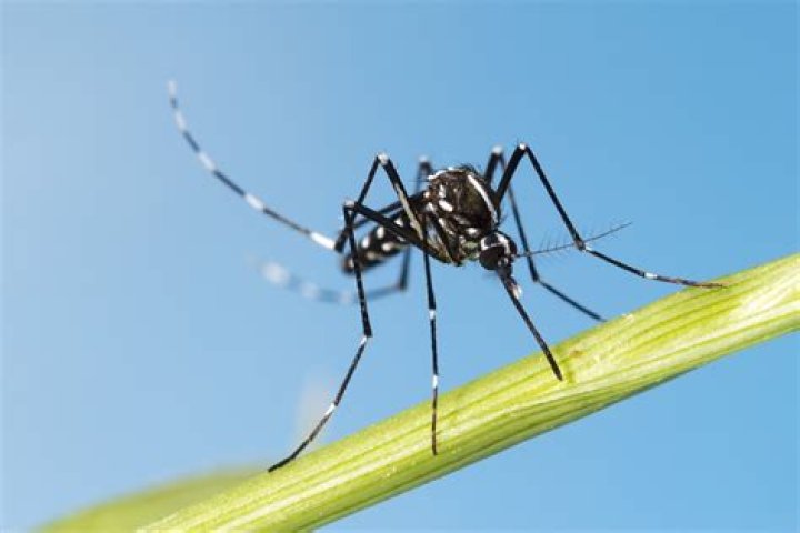 If You Live in These States, Watch Out for This Disabling Mosquito