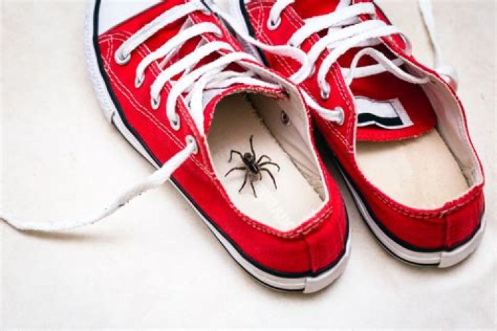 If You Notice This in Your Yard, Watch Out for Venomous Spiders