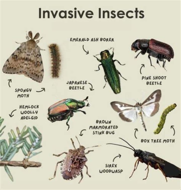 If You See This Invasive Insect, Call Officials Immediately