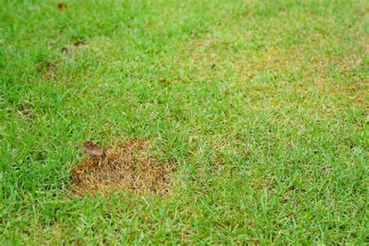 If Your Grass Looks Like This, You Could Have a Serious Worm Infestation