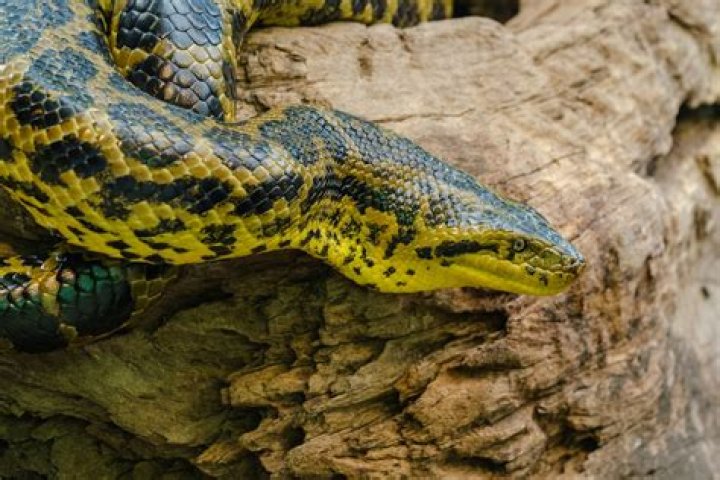 Invasive Anacondas May Be Breeding in the U.S. — Best Life