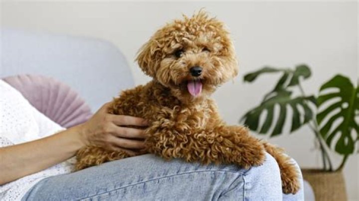 Small Dog Breeds That Make the Best Teeny Tiny Companions