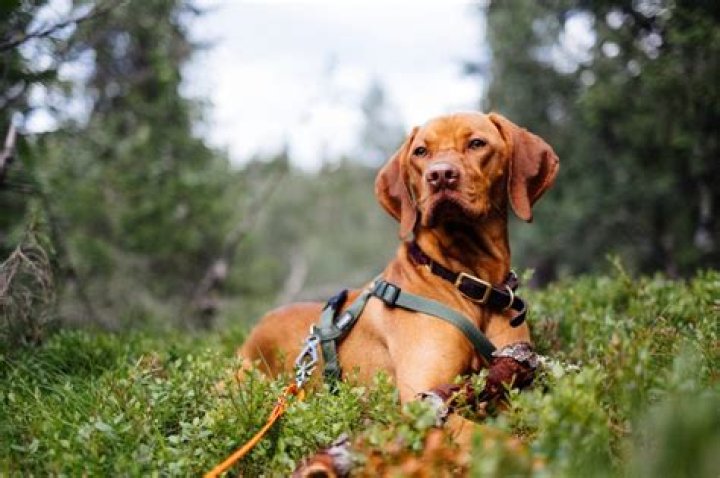 Snake Attacks on Dogs Reported—How to Protect Your Pet