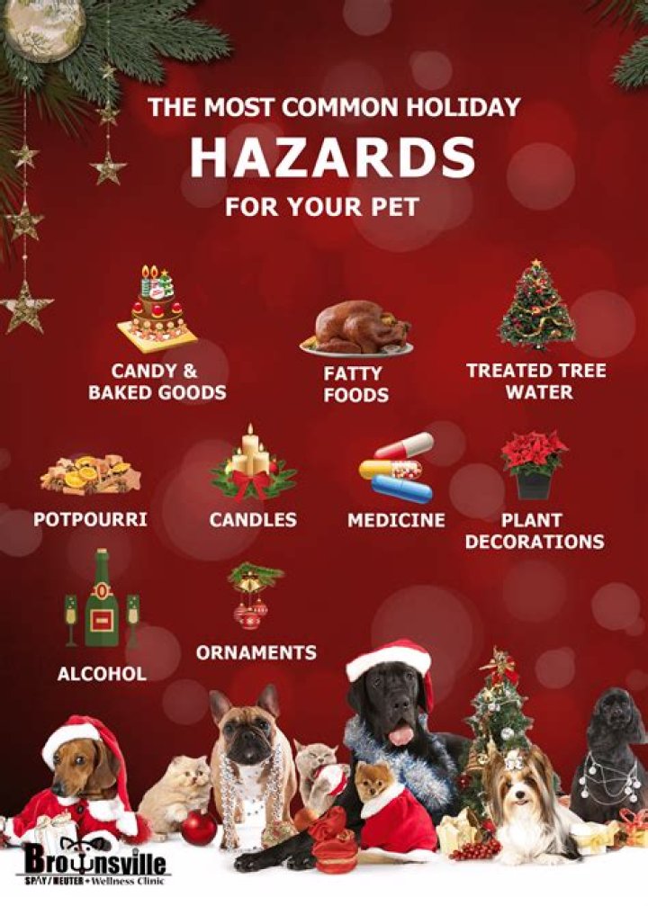 The 14 Biggest Dangers to Your Pets During the Holidays