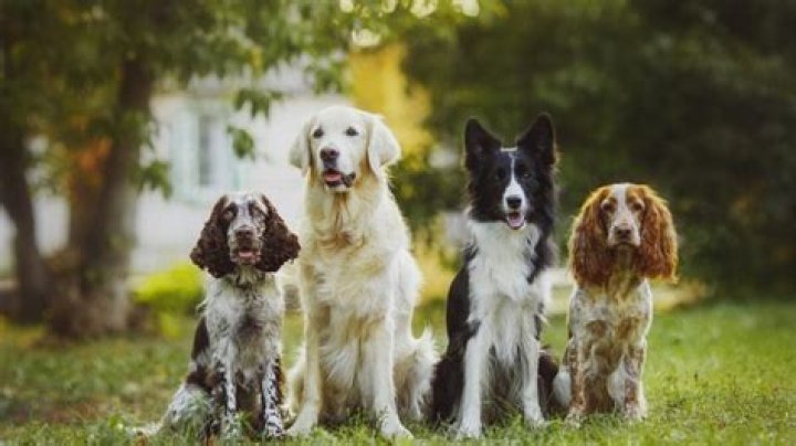The 5 Cutest Dog Breeds, According to Experts — Best Life
