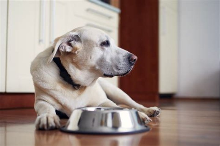 The Best Diets for Senior Dogs, According to Veterinarians