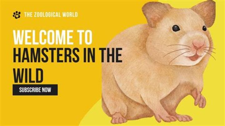 The Secret Life of my Hamster video statistics