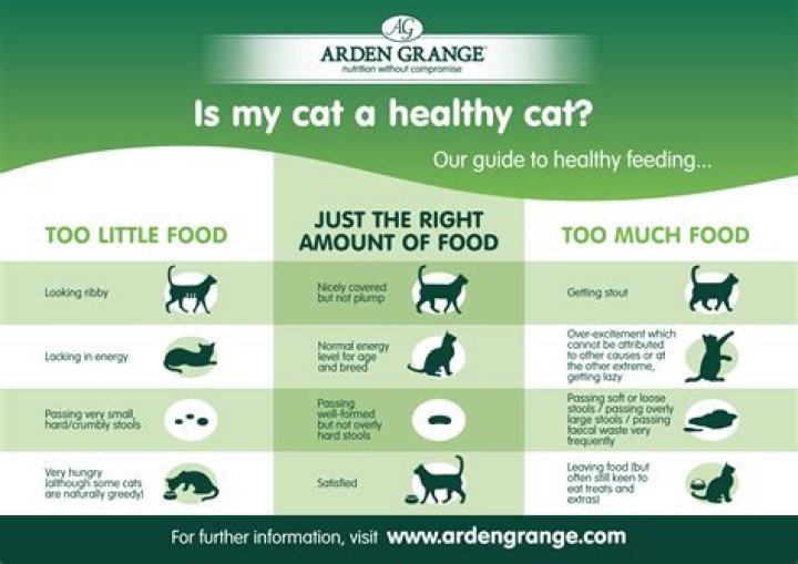 These Are the Foods You Should Never Feed Your Cat