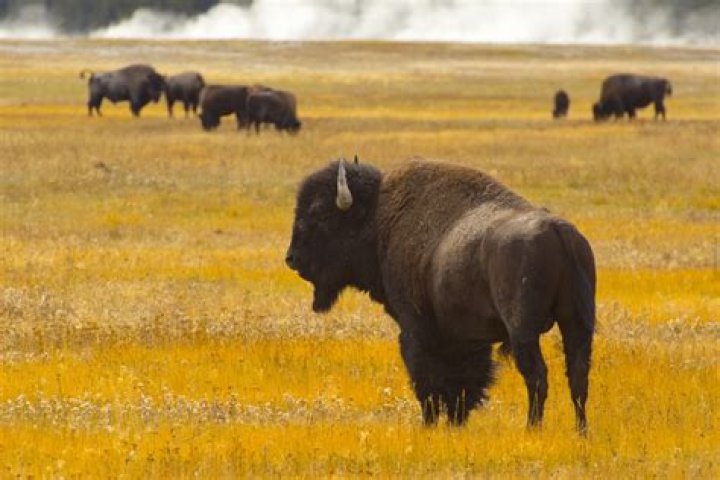 Yellowstone National Park Rangers Urge Caution Near This "Unpredictable" Threat