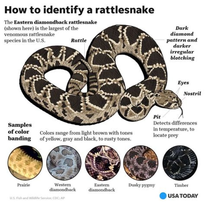 You're More Likely to See Rattlesnakes in Your Yard Right Now—Here's Why