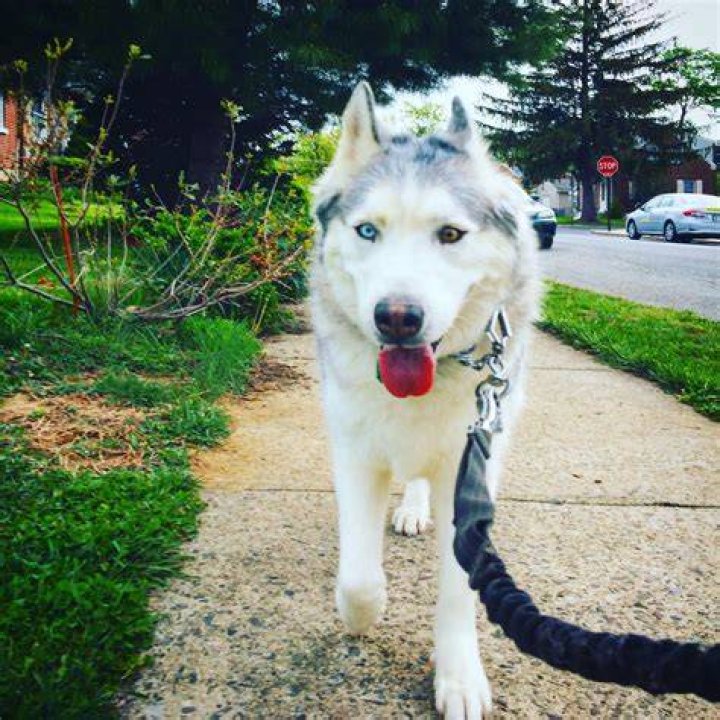 Zeus The Stubborn Husky net worth, income and estimated earnings of Youtuber channel